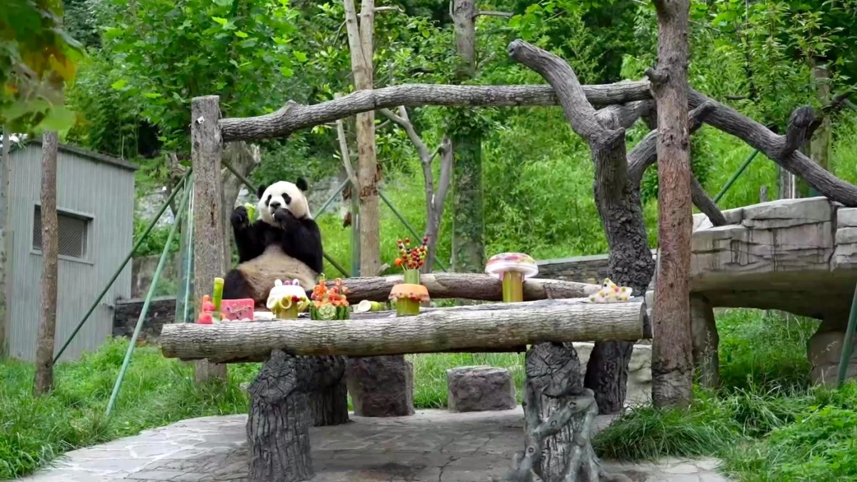 Dev pandaların doğum günü kutlaması